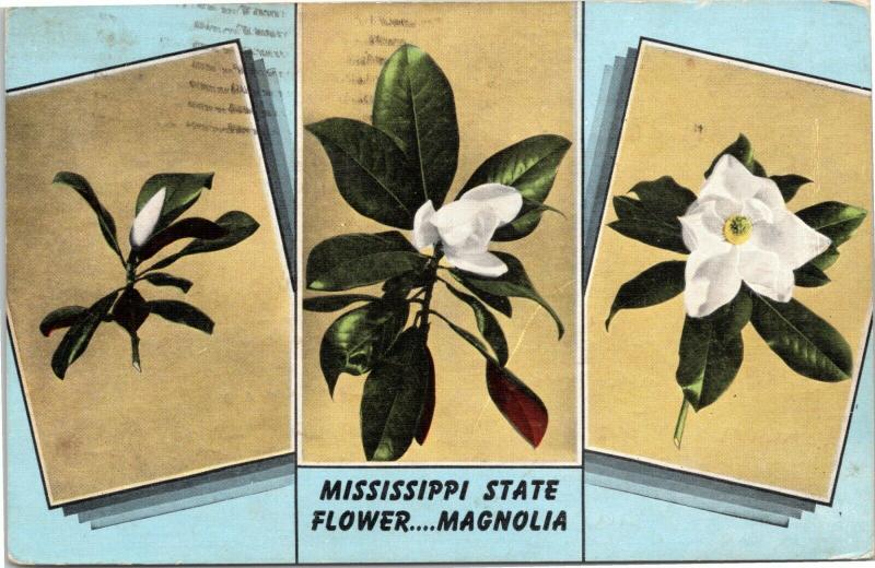 postcard Mississippi State Flower….Magnolia