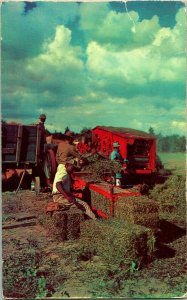 Vtg Postcard Plastichrome - Peanut Harvest Near Tallahassee FL Florida Unused