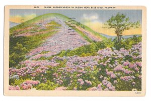 NC Purple Rhododendron near Blue Ridge Parkway 1953 Asheville Postcard Co Linen