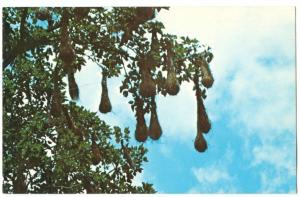 Colony of nests housing the Cornbird, in an immortelle Tree, TRINIDAD