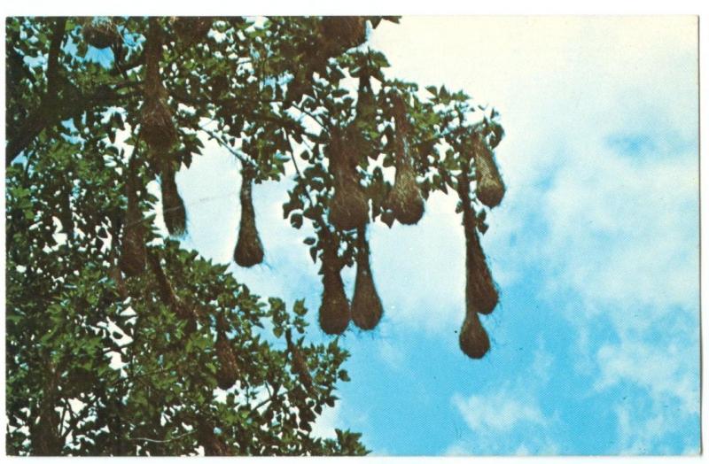 Colony of nests housing the Cornbird, in an immortelle Tree, TRINIDAD