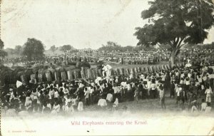 siam thailand, Wild Elephants entering the Kraal (1899) Postcard (II)