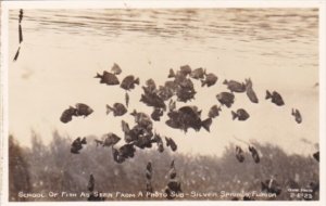 School Of Fish As Seen From A Photo Sub At Silver Springs Florida Real Photo