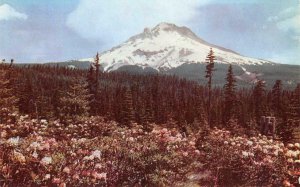 RHODODENDRON TIME Mt. Hood, Oregon Flowers c1950s Chrome Vintage Postcard