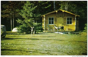 Log Cabin, Deer, LAC ST-JEAN, Quebec, Canada, 40-60´