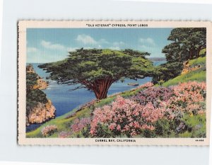 Postcard Old Veteran Cypress Point Lobos Carmel Bay Carmel California USA