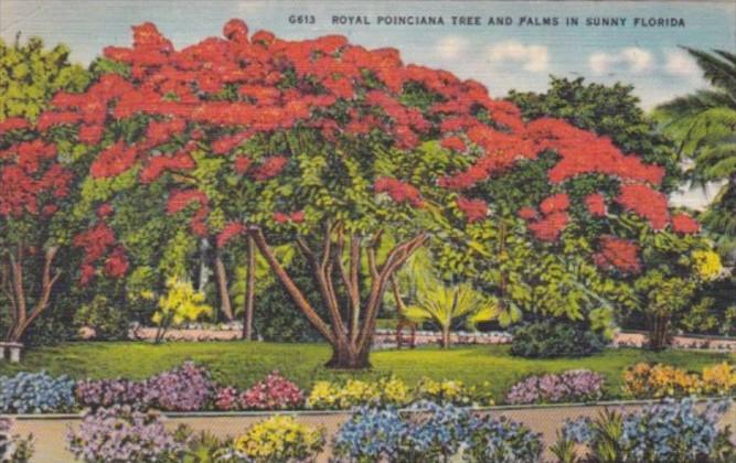 Florida Royal Poinciana and Palm Trees 1947