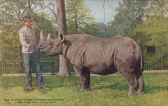 Two Horned African Rhinoceros New York Zoological Park New York City New York