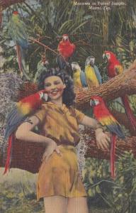 LP38  Birds, Macaws, Parrot Jungle, Miami, Florida,  