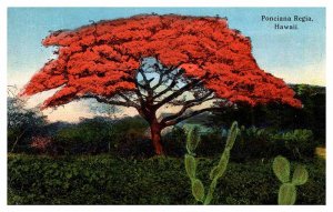 Postcard NATURE SCENE Honolulu Hawaii HI AP6624