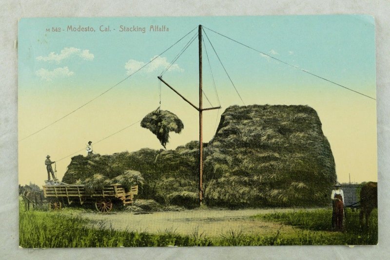 C.1910 Stacking Alfalfa - Modesto, Cal. Vintage Postcard P102