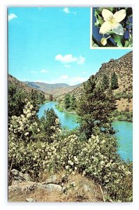 Idaho State Flower The Syringa Postcard