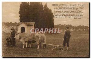 Old Postcard Scenes Landes L & # 39angelus de la Lande Plow Oxen TOP
