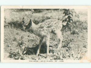 1940's rppc BABY DEER Lake Of The Woods - Kenora Ontario ON W0927