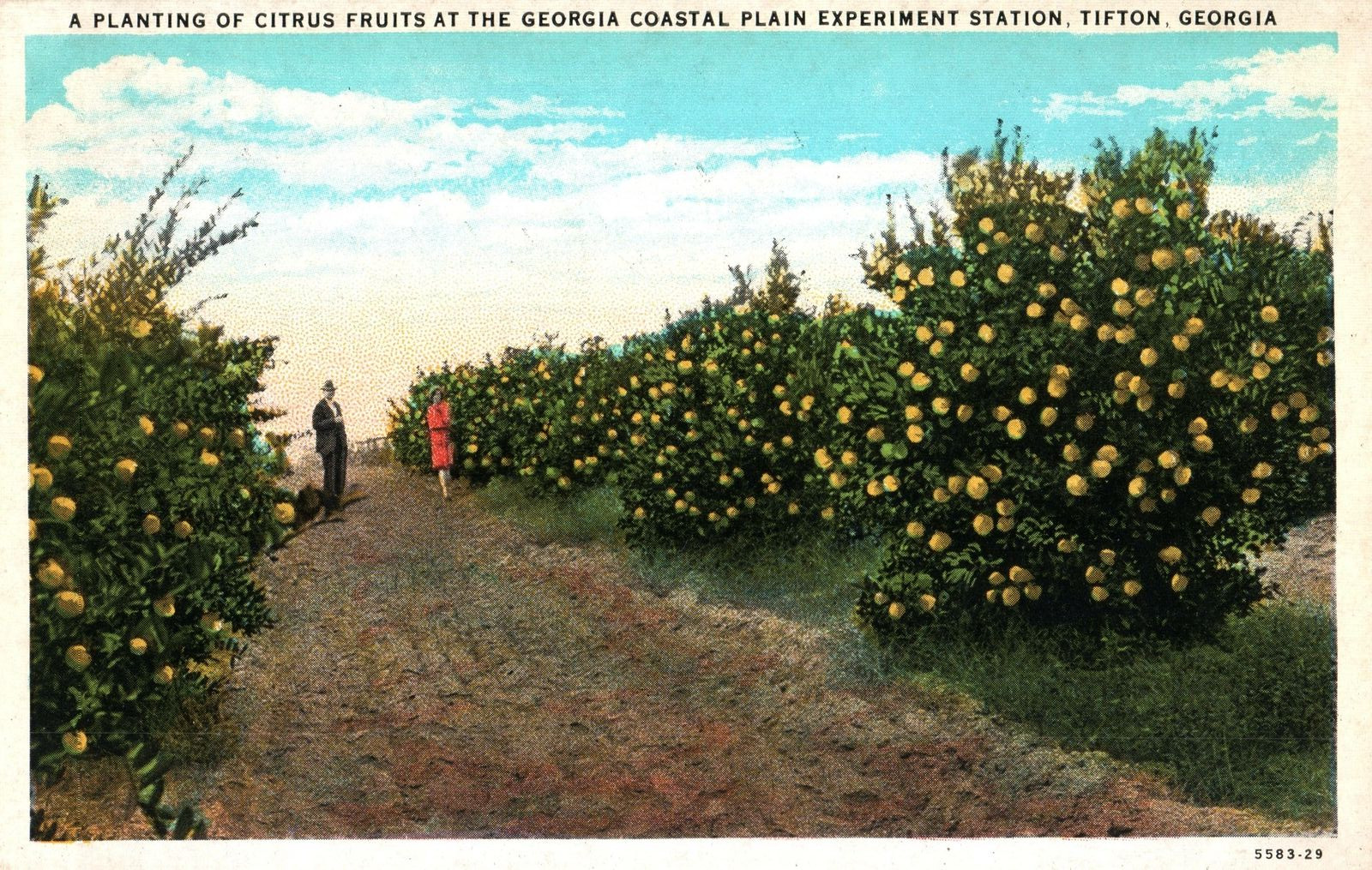 Vintage Postcard Citrus Fruits Coastal Plain Experiment Station