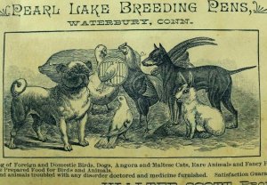 1870's Pearl Lake Breeding Pens Rare Animals Circus Angora Maltese Cats Card F98