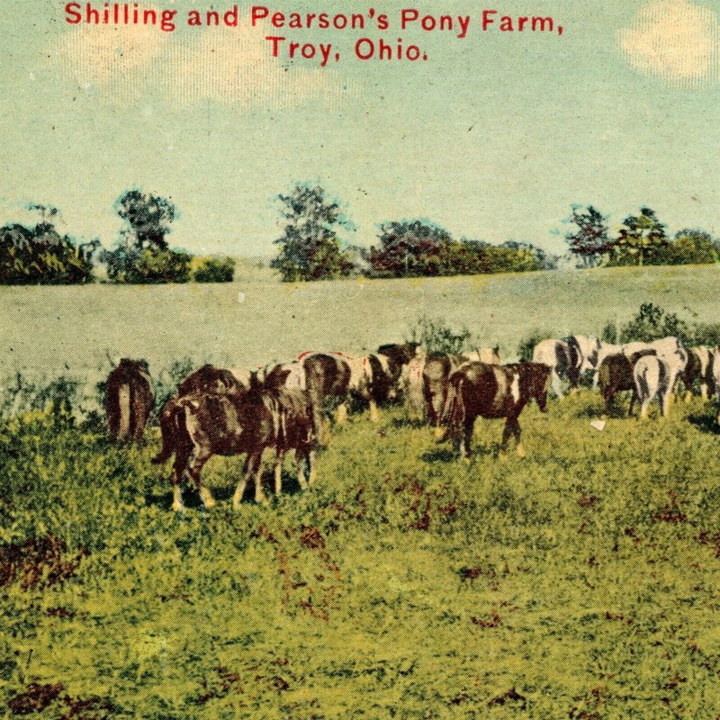 Postcard Shilling And Pearson's Pony Farm Troy Ohio Horse Pasture pc3384