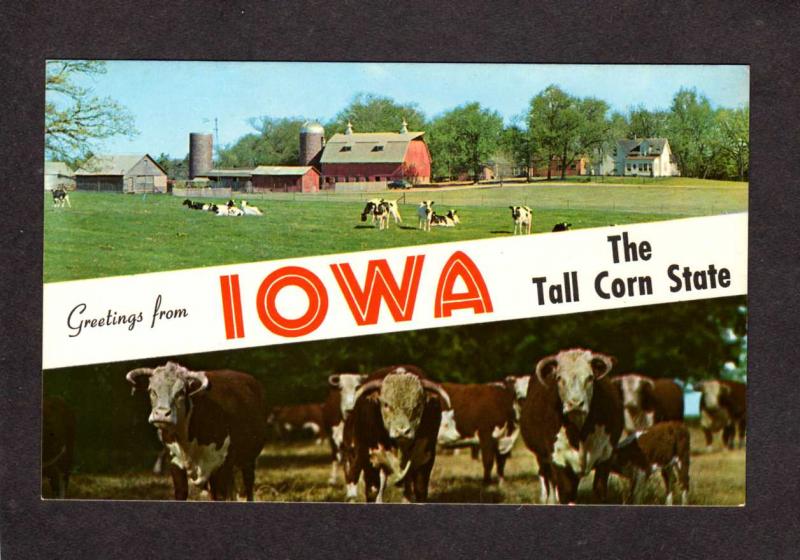 IA Greetings From Iowa Farming Cows Cattle Farm Tall Corn Banner Postcard