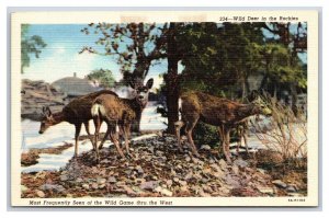 Wild Deer in Rocky Mountains UNP Linen Postcard Y10
