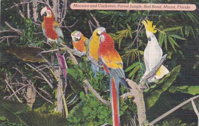 Florida Miami Parrot Jungle Macaws and Cockatoos