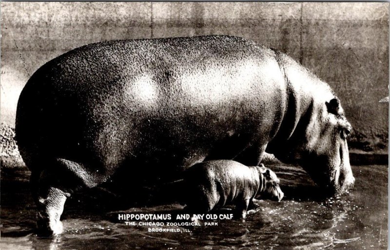 RPPC, Brookfield, IL Illinois HIPPOPOTAMUS & DAY OLD CALF  Chicago Zoo  Postcard