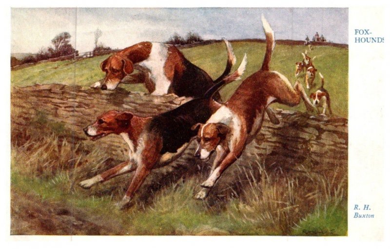 Dog ,  Fox Hounds