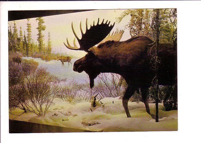 Moose Diorama, Provincial Museum, Victoria, British Columbia,