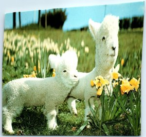 M-85981 Lambs and Daffodils New Zealand