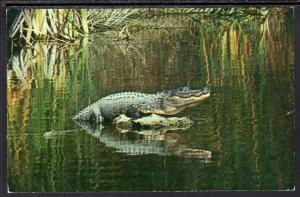 Alligator,Everglades National Park BIN