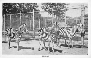 Zebras Zebra Unused 