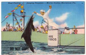 Jumping Porpoise, Marineland FL