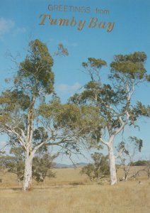 Australia Postcard - Greetings From Tumby Bay - Gum Trees   RR9281