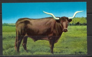 Texas - Longhorn Steer - [TX-066]