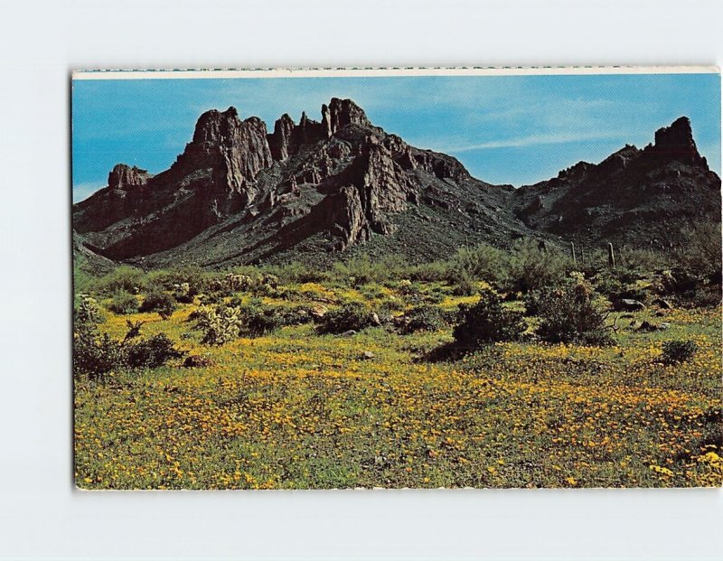 Postcard The desert, Ajo Mountains, Arizona