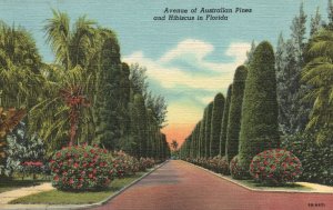Vintage Postcard Avenue of Australian Pines and Hibiscus Trees Flowers Florida