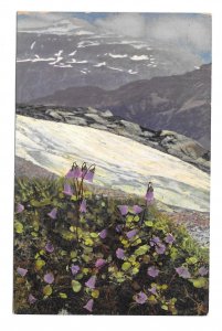 Alpenflora Soldanella Otto Haus Handstamp Nenke Ostermaier Austria Postcard