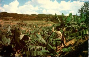 Puerto Rico, Utuado - Banana Plantation - [FG-328]