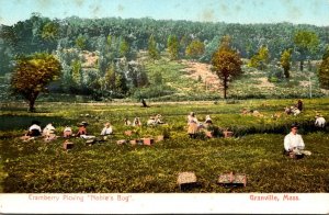 Massachusetts Granville Cranberry Picking Noble's Bog