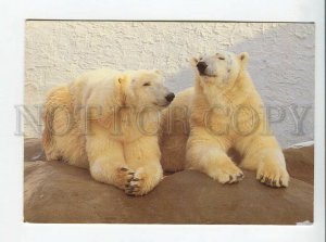 3179383 Bristol Zoo polar bear old postcard