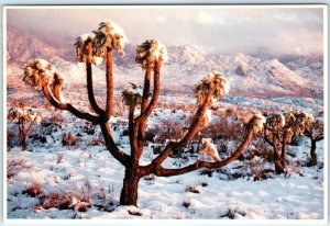 c1970s Pub. Phoenix, AZ Snowy Cholla Cactus Great Southwestern Desert 4x6 PC M11