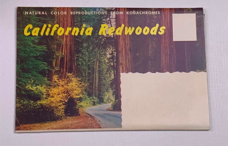 Fold Out Postcard California Redwoods CA