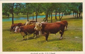 Texas Registered Hereford Cattle On The L B J Ranch