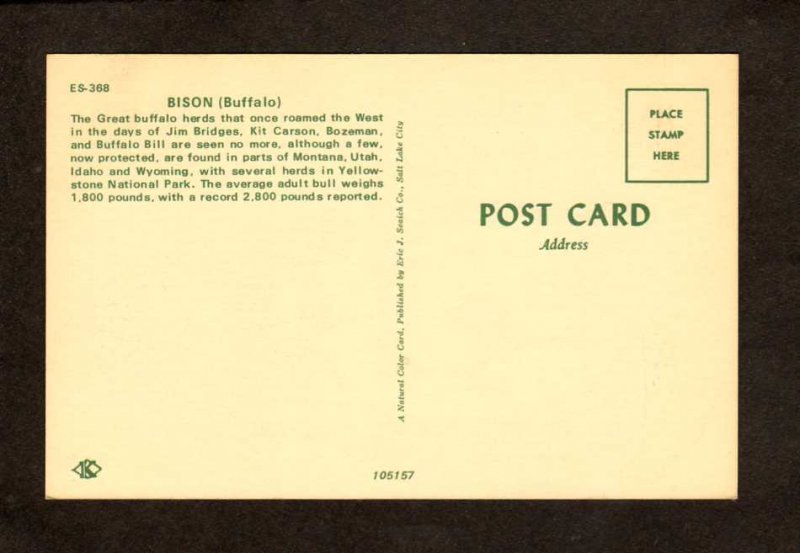 UT Bison Buffalo Animals Utah Postcard