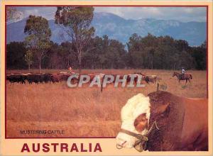  Modern Postcard Australia Mustering Cattle Outback