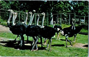 African Ostriches Imported 1958 Catskill Game Farm New York Bird Postcard