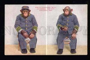 050552 CIRCUS Chimpanzee Baldy in uniform New York ZOO PC