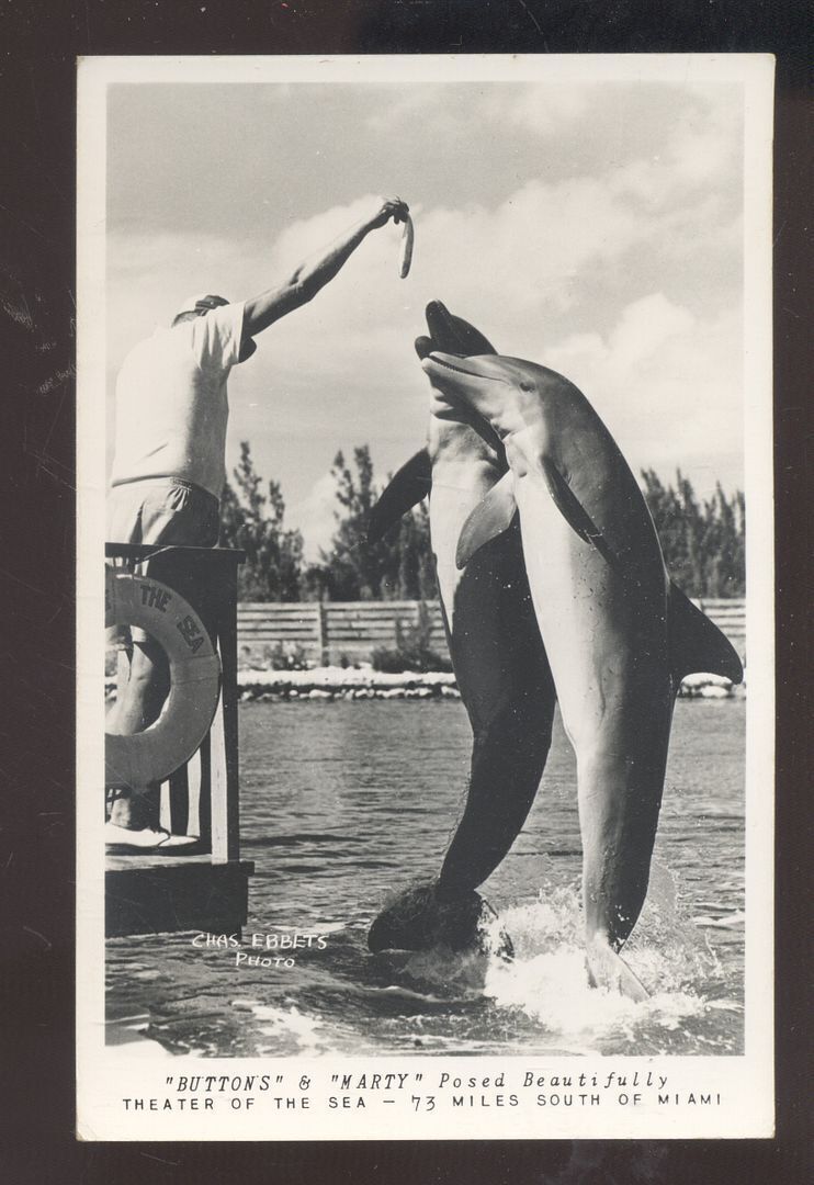 RPPC MIAMI FLORIDA DOLPHINS FEEDING PORPOISE VINTAGE REAL PHOTO