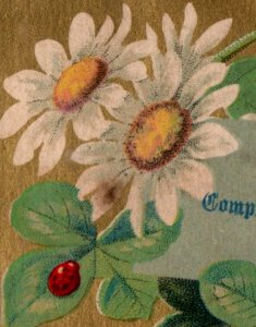 Cartão vitoriano da década de 1880 elogios da temporada joaninha inseto trevo vermelho F114-