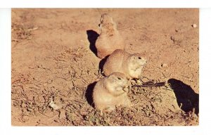 SD - Black Hills. Wind Cave National Park, Prairie Dogs