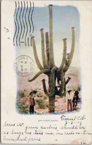 Giant Cactus c1907 DPO Turret CO Postcard F42